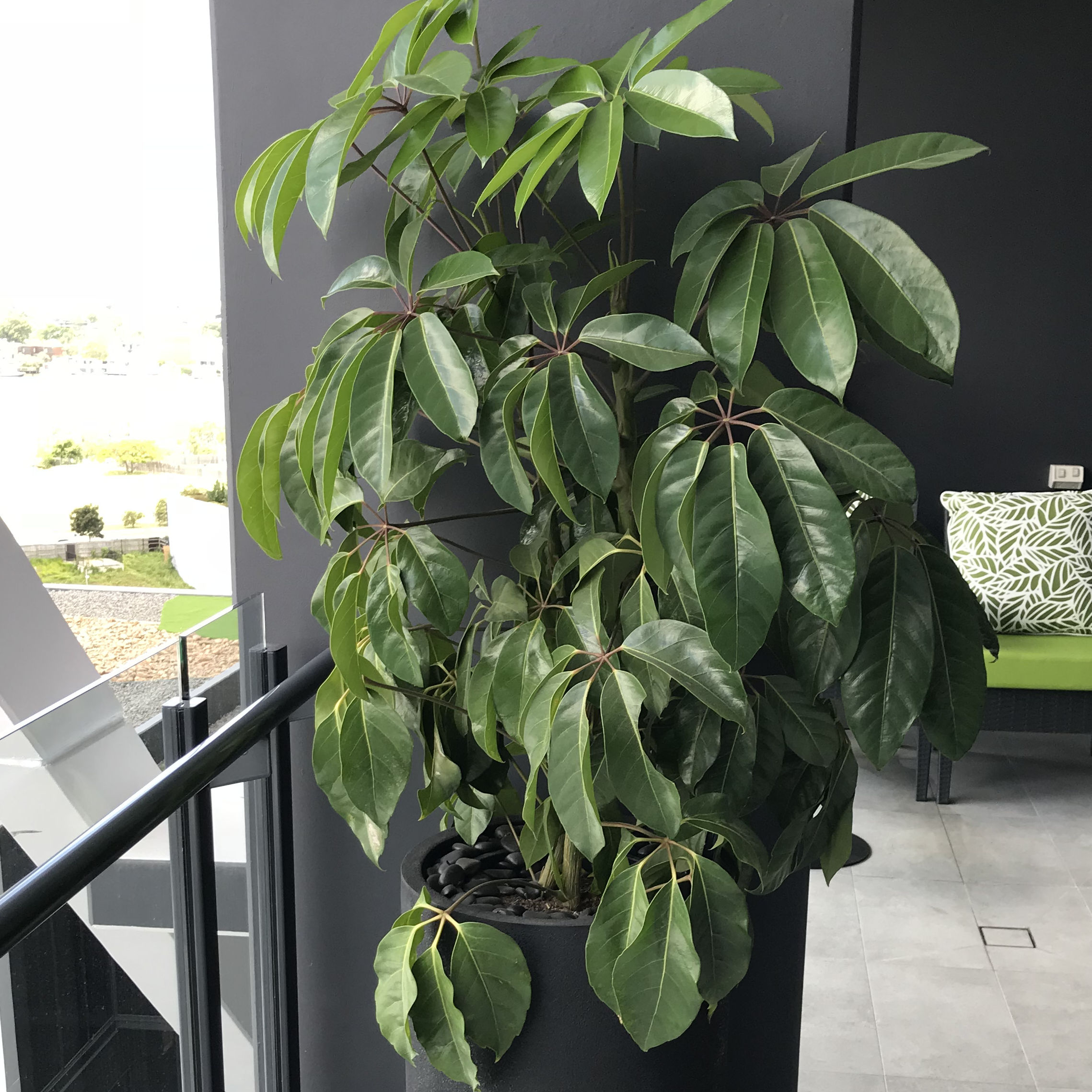 Schefflera Alpine Junior IEQ Indoor Plants